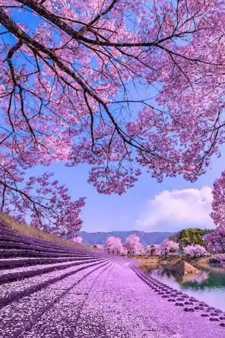 Paisaje flores moradas 40 x 60