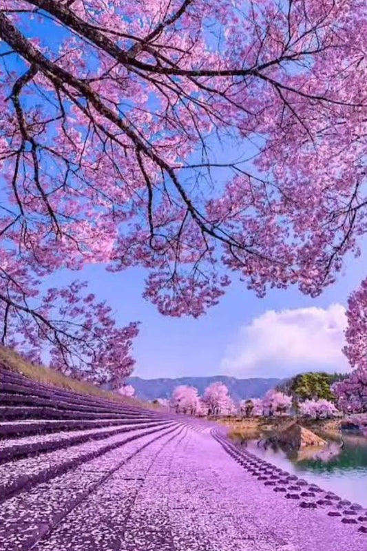 Paisaje flores moradas 40 x 60