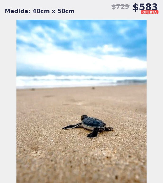 tortuga bebe playa 40 x 50 | Aparta con $100 / Resta $483