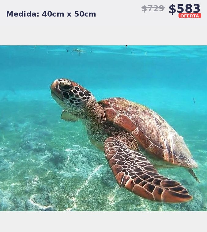 tortuga marina 40 x 50 | Aparta con $100 / Resta $483